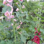 Cliquez sur la vignette pour obtenir un agrandissement.