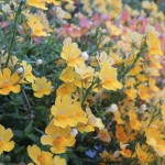 Cliquez sur la vignette pour obtenir un agrandissement.