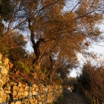 Cliquez sur la vignette pour obtenir un agrandissement.