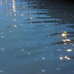 Cliquez sur la vignette pour obtenir un agrandissement.