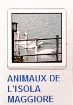 06 ANIMAUX DE L'ISOLA MAGGIORE
