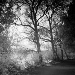 Cliquez sur la vignette pour obtenir l’agrandissement maximal.