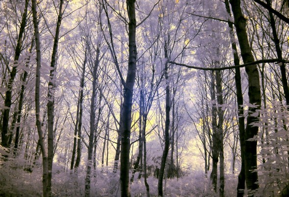 Image franchement onirique du petit bois qui long la rive du Trasimène pas loin du débarcadère des traghetti.