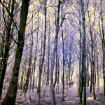 Cliquez sur la vignette pour obtenir l’agrandissement maximal.