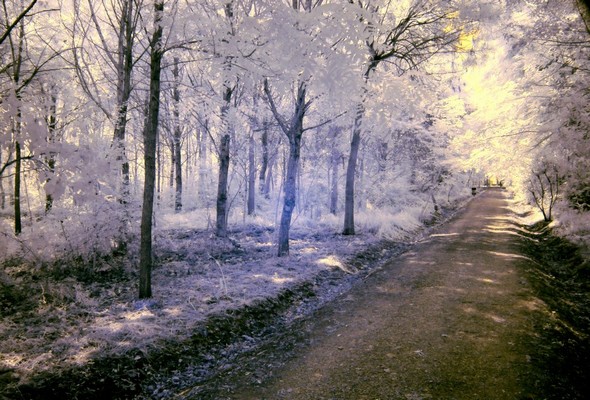 Photo - 8Chemin forestier conduisant à la rive même du Trasimène.