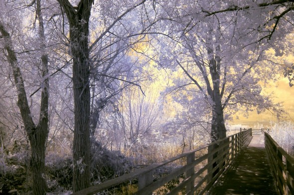 Photo - 12Une première passerelle en bois mène au bord du Trasimène.