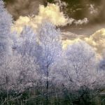 Cliquez sur la vignette pour obtenir l’agrandissement maximal.