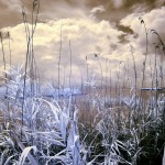 Cliquez sur la vignette pour obtenir l’agrandissement maximal.