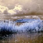 Cliquez sur la vignette pour obtenir l’agrandissement maximal.