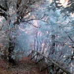 Cliquez sur la vignette pour obtenir l’agrandissement maximal.