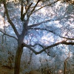 Cliquez sur la vignette pour obtenir l’agrandissement maximal.