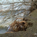 Cliquez sur la vignette pour obtenir l’agrandissement maximal.