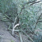 Clicca sulla miniatura per vedere l’ingrandimento massimo.