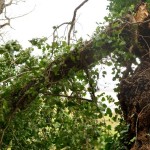 Cliquez sur la vignette pour obtenir l’agrandissement maximal.