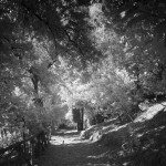 Cliquez sur la vignette pour obtenir l’agrandissement maximal.