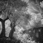 Cliquez sur la vignette pour obtenir l’agrandissement maximal.