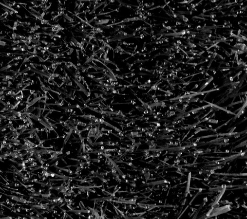 ISOLA MAGGIORE 140509 0828