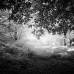 Cliquez sur la vignette pour obtenir l’agrandissement maximal.