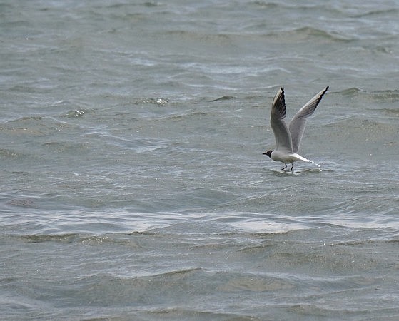 Amerrissage en douceur sur le Trasimène...