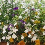 Cliquez sur la vignette pour obtenir l’agrandissement maximal.