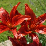 Cliquez sur la vignette pour obtenir l’agrandissement maximal.