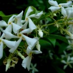 Cliquez sur la vignette pour obtenir l’agrandissement maximal.