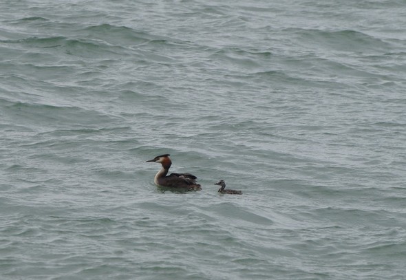 Le mère et le rejeton suivent... un peu en arrière ! © Dinu Wilmotte
