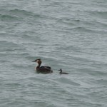 Cliquez sur la vignette pour obtenir l’agrandissement maximal.