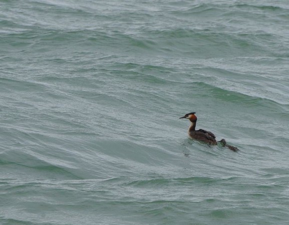 Idem. © Dinu Wilmotte