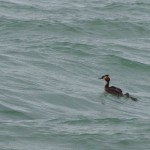 Cliquez sur la vignette pour obtenir l’agrandissement maximal.