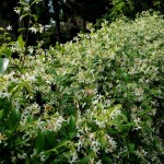 Cliquez sur la vignette pour obtenir l’agrandissement maximal.