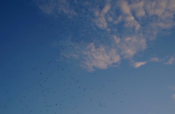 Envol d'une nuée de martinets au-dessus de l'Isola Maggiore. © Dinu Wilmotte
