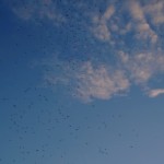 Cliquez sur la vignette pour obtenir l’agrandissement maximal.