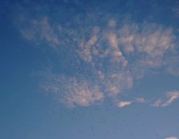 Envol d'une nuée de martinets au-dessus de l'Isola Maggiore. © Dinu Wilmotte