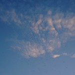 Cliquez sur la vignette pour obtenir l’agrandissement maximal.