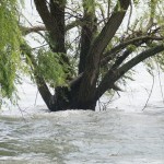 Cliquez sur la vignette pour obtenir l’agrandissement maximal.