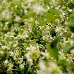 Cliquez sur la vignette pour obtenir l’agrandissement maximal.