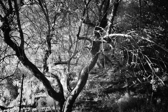 Densité des branchages.