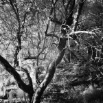 Cliquez sur la vignette pour obtenir l’agrandissement maximal.