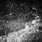 Cliquez sur la vignette pour obtenir l’agrandissement maximal.