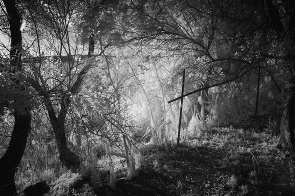 La clôture de l'oliveraie...<br />On commence à entrevoir le lac Trasimène et le rayonnement du soleil à l'ouest !