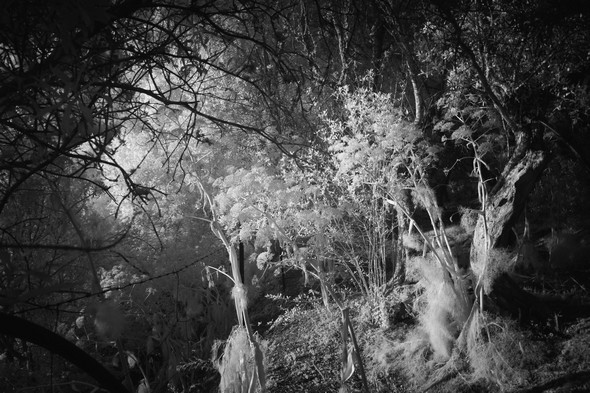 Bouquet de férules dans un écrin de branchages...