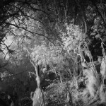 Cliquez sur la vignette pour obtenir l’agrandissement maximal.