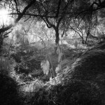 Cliquez sur la vignette pour obtenir l’agrandissement maximal.