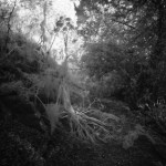 Cliquez sur la vignette pour obtenir l’agrandissement maximal.