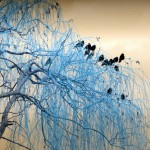 Cliquez sur la vignette pour obtenir l’agrandissement maximal.