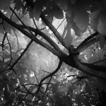 Cliquez sur la vignette pour obtenir l’agrandissement maximal.