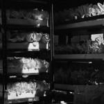 Cliquez sur la vignette pour obtenir l’agrandissement maximal.