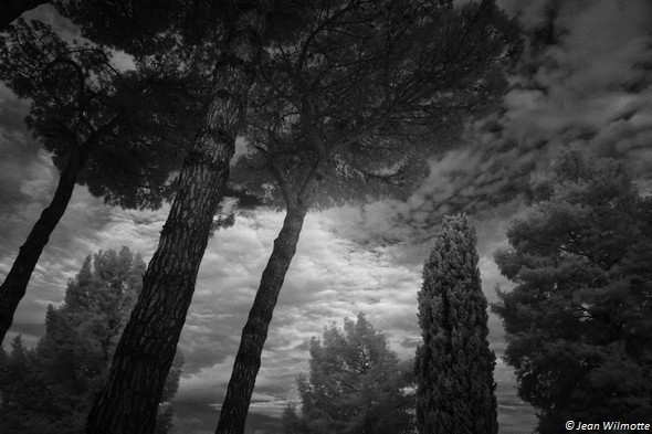 Aube.Coin de ciel entre les arbres de notre jardin.11/08/2015 - 06:11