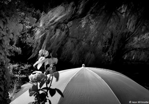 Parasol dans notre jardin à l'Isola Maggiore.25/08/2015 - 10:10.